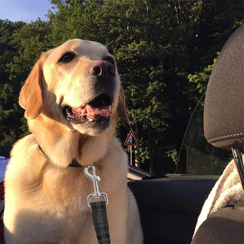 Ceinture de sécurité réglable et résistante  pour chien