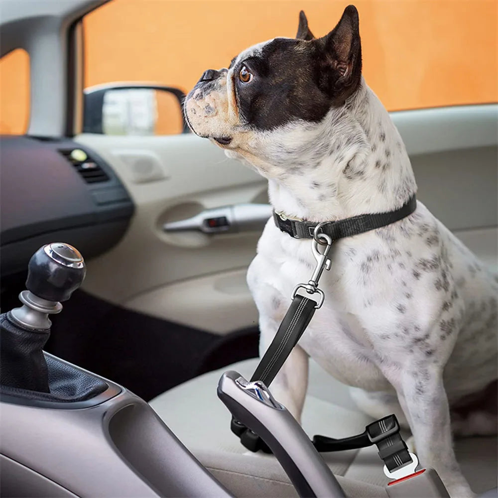 Ceinture de sécurité réglable et résistante  pour chien