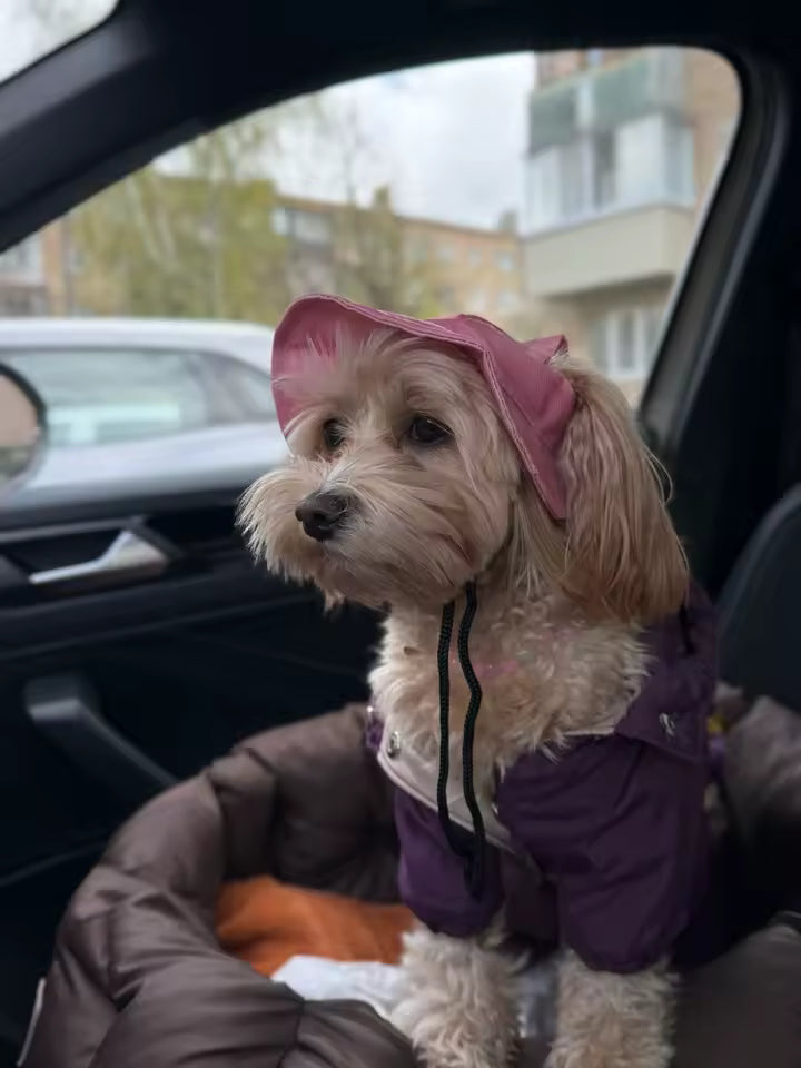 Casquette d'été pour chien – réglable | Protection UV