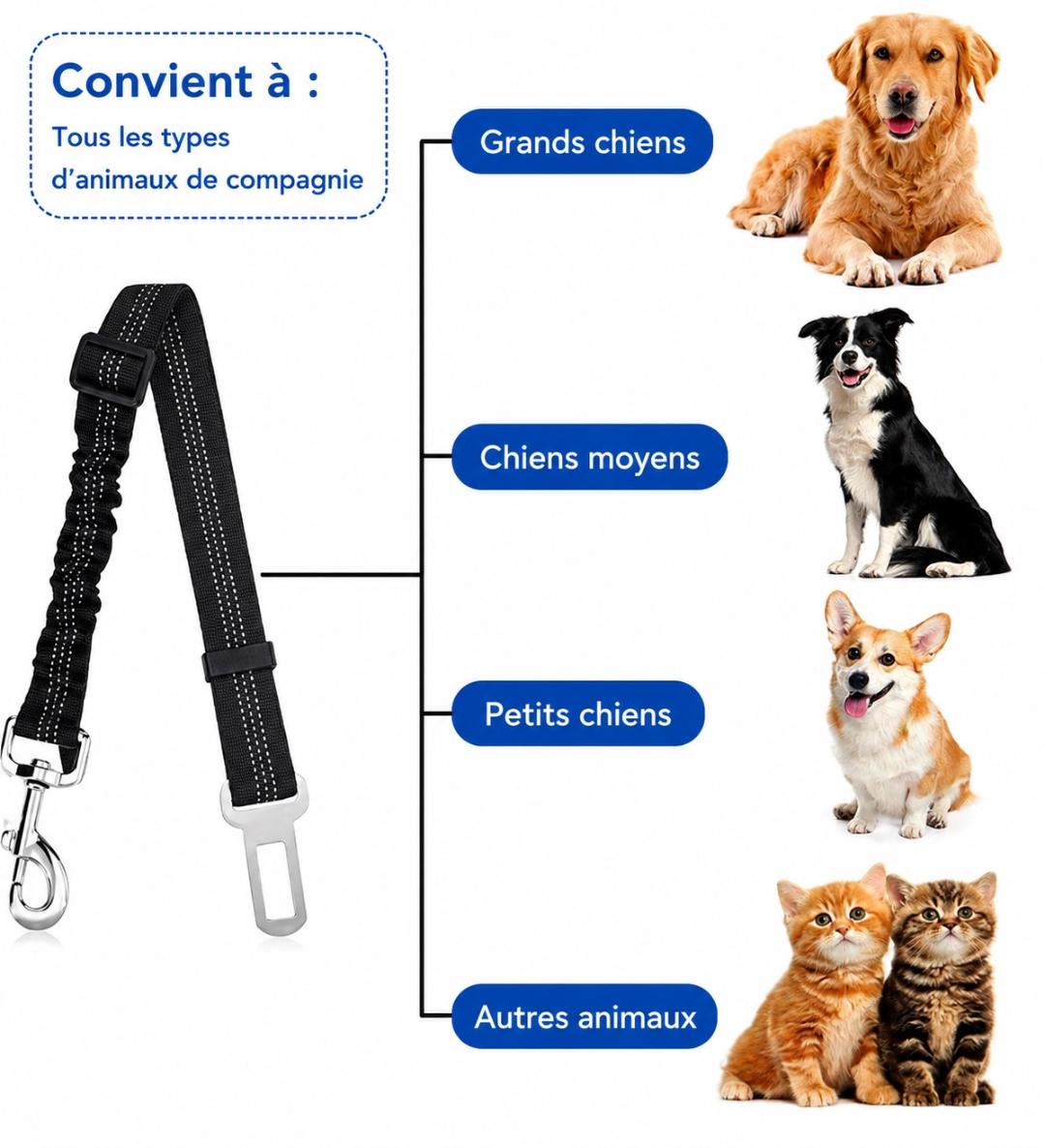 Ceinture de sécurité réglable et résistante  pour chien